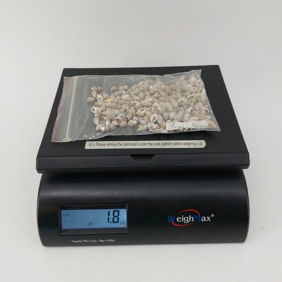 Natural Seashells DIY Crafts Lot Nautical Nassarius Persich - Picture 9 of 11